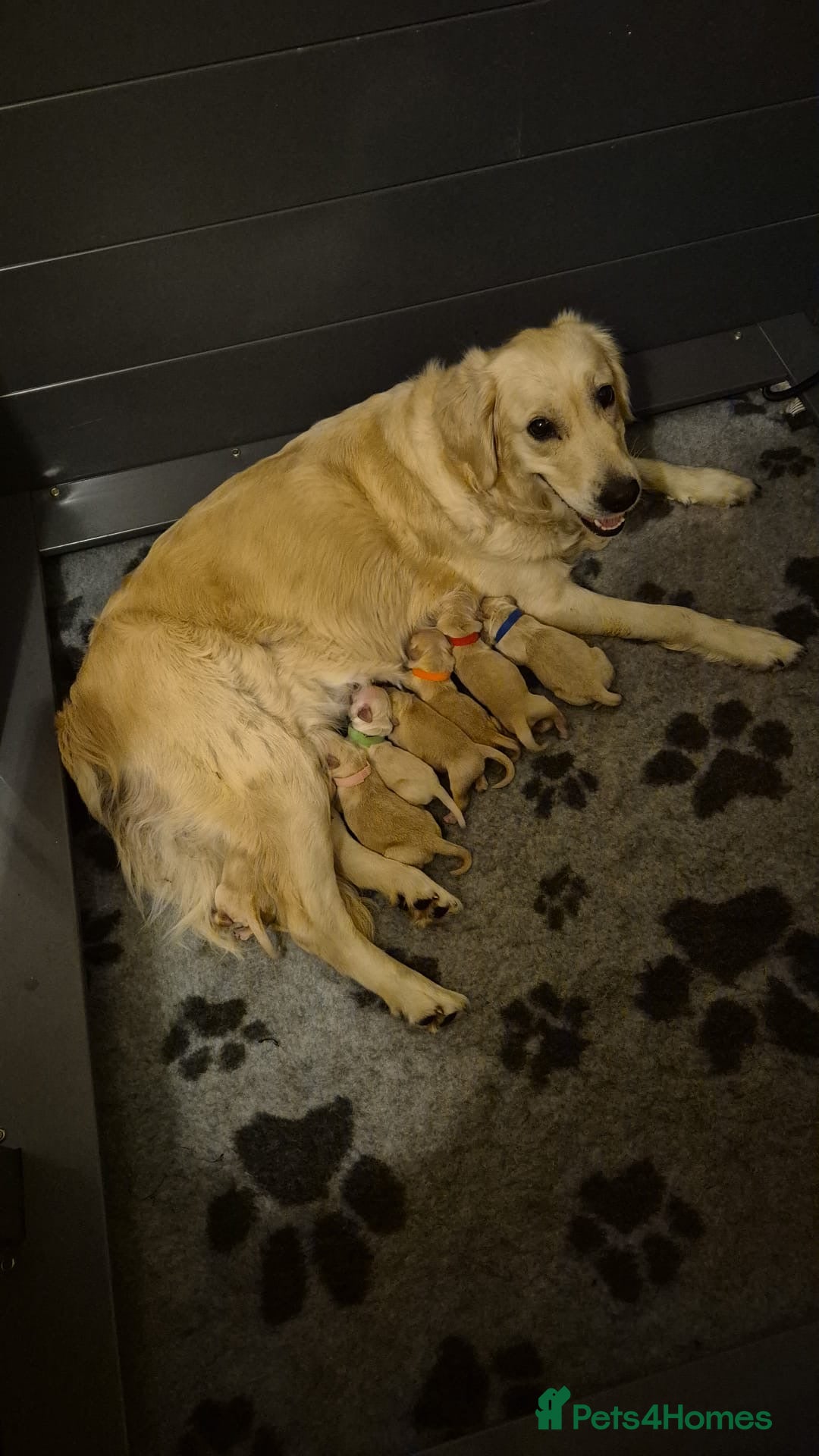 Golden Retriever dogs for sale: Remarkable Golden Retriever Puppies - Image 3