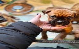 Boxer dogs for sale: 1 Female Boxer X Puppies-Ready Now - Image 37