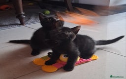 Mixed Breed cats for sale: Gorgeous Chunky Kittens  - Image 13