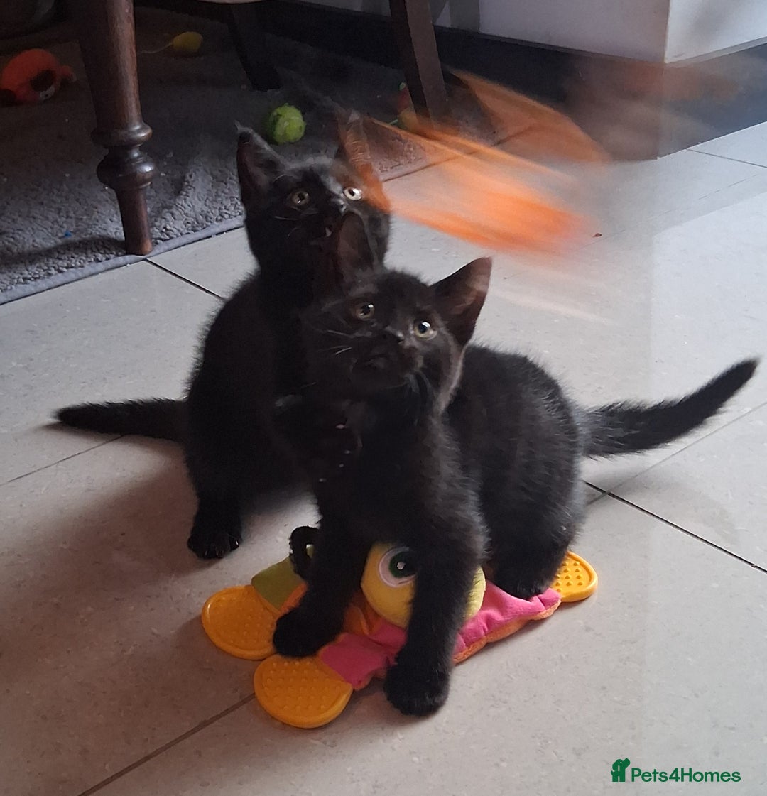 Mixed Breed cats for sale: Gorgeous Chunky Kittens  - Image 13