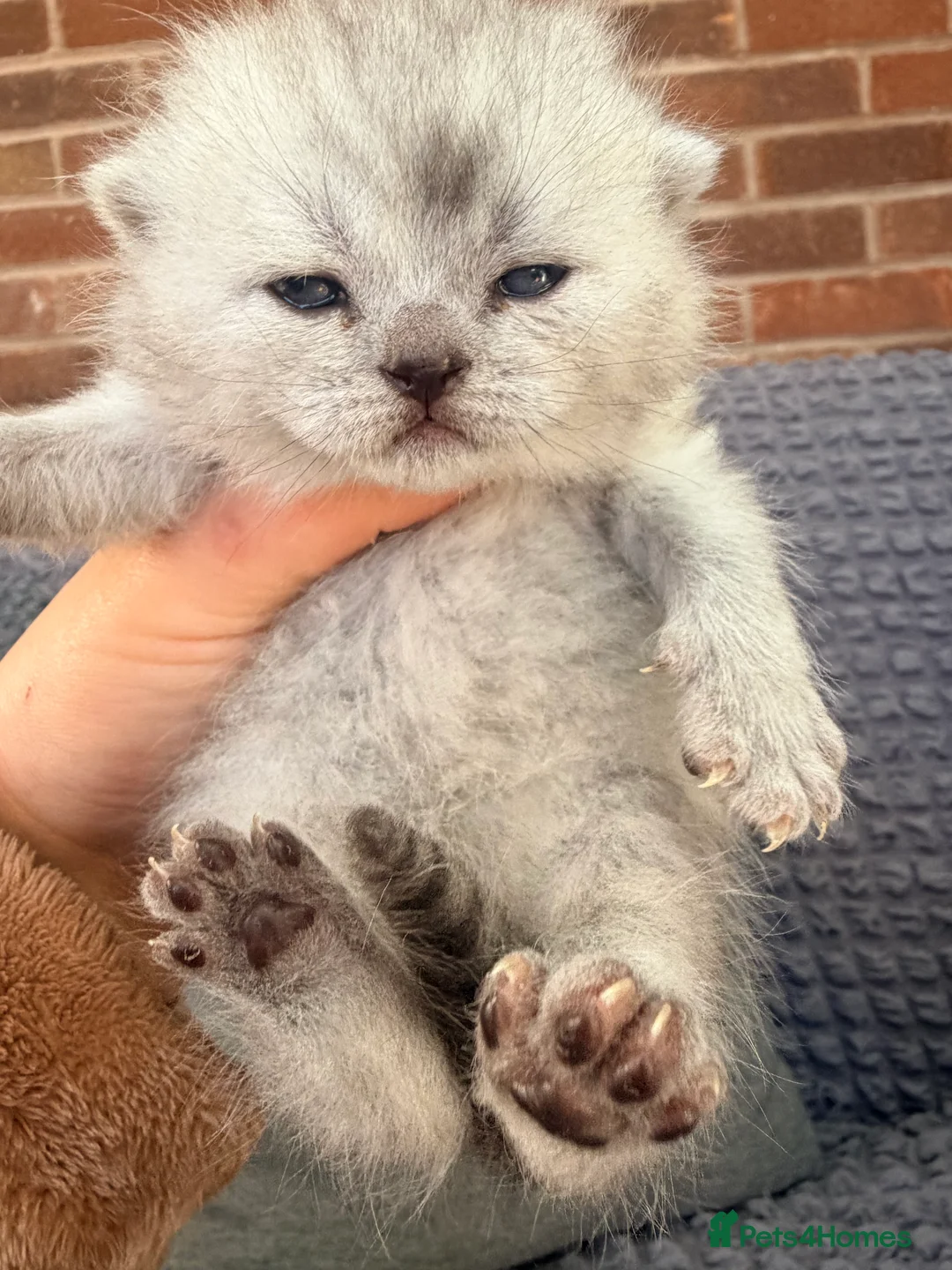 Scottish Fold cats for sale: Scottish fold❤️❤️❤️❤️ - Advert 10