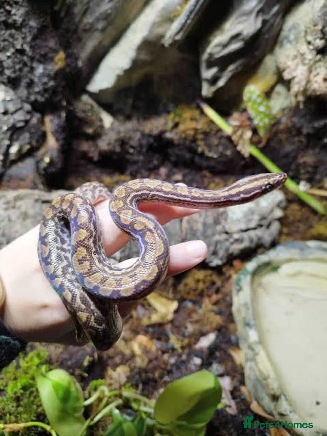Python Snake reptiles for sale: Snakes for sale  - Image 4