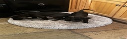 Great Dane dogs for sale: READY NOW… 3 BLACK GIRLS AVAILABLE  - Advert 5