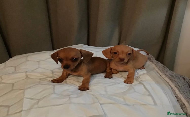 Dachshund dogs - Advert 9