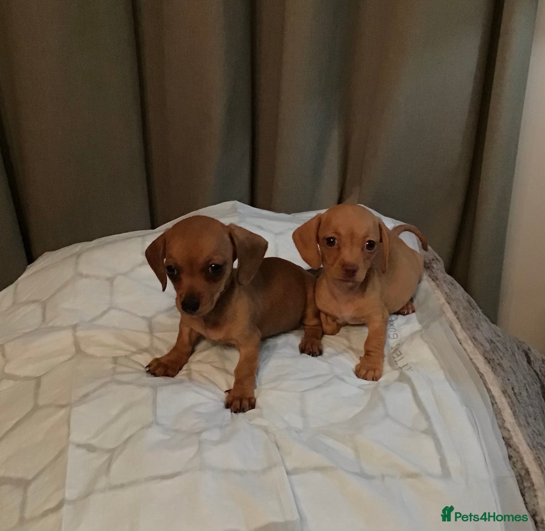 Dachshund dogs for sale: Dachshund puppies  - Image 1