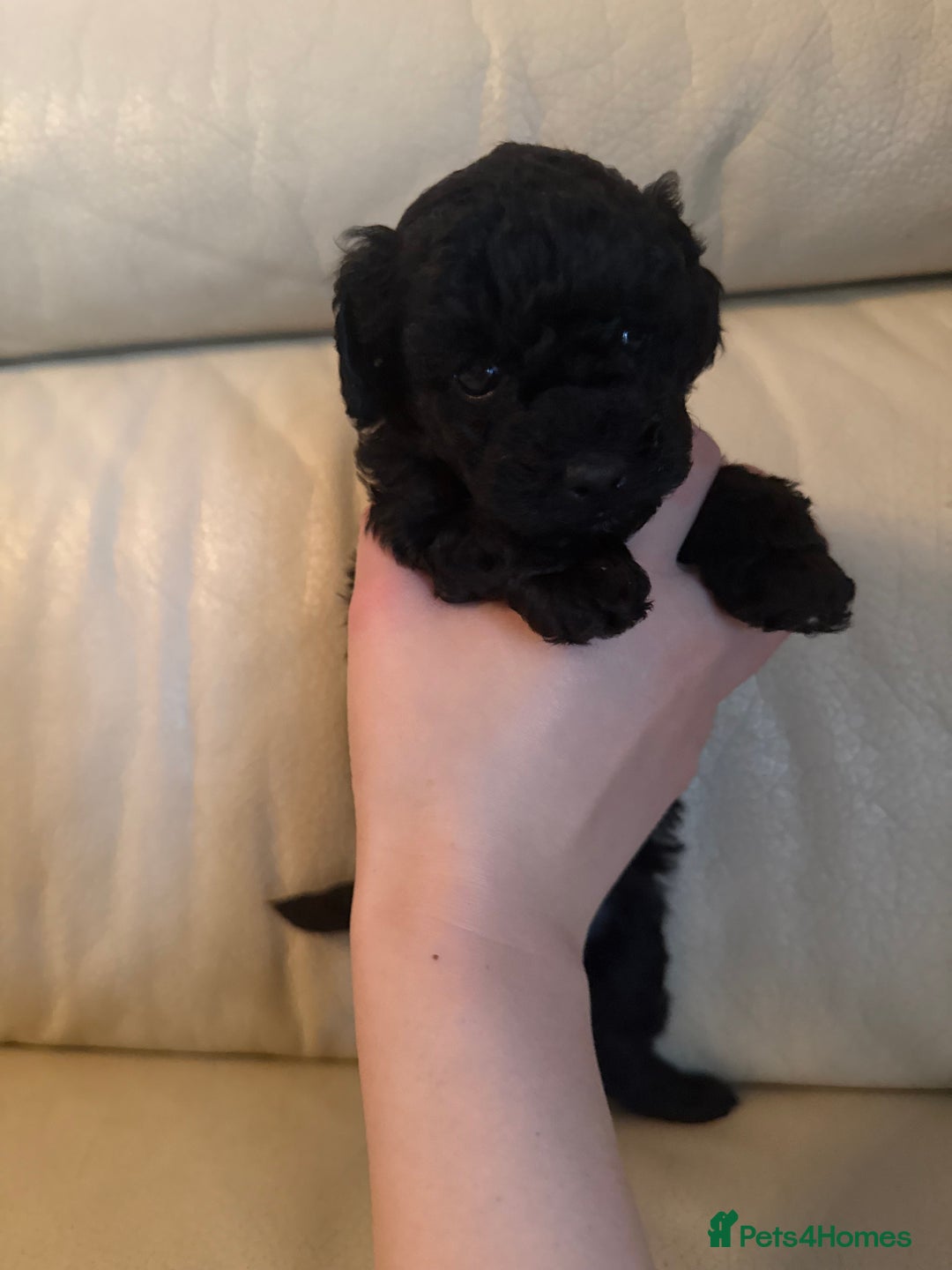 Toy Poodle dogs for sale: 3 adorable toy poodles. Multicoloured, check des. - Advert 15