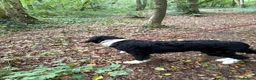 Mixed Breed dogs for sale: Ted the collie poo - Advert 12