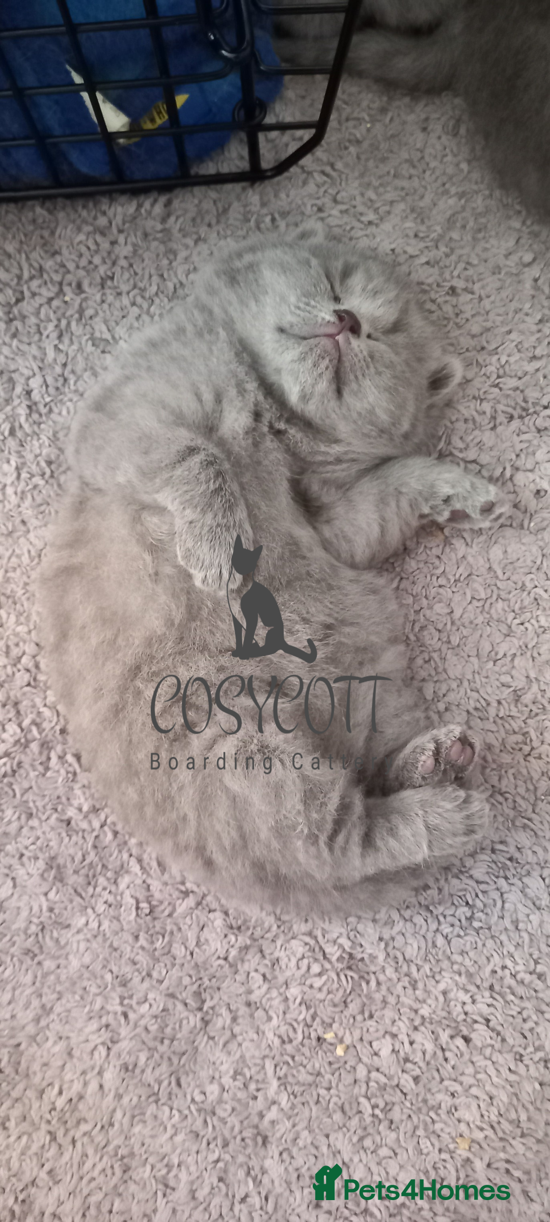 British Shorthair cats for sale: 100% Pedigree British Shorthair Kittens - Image 17