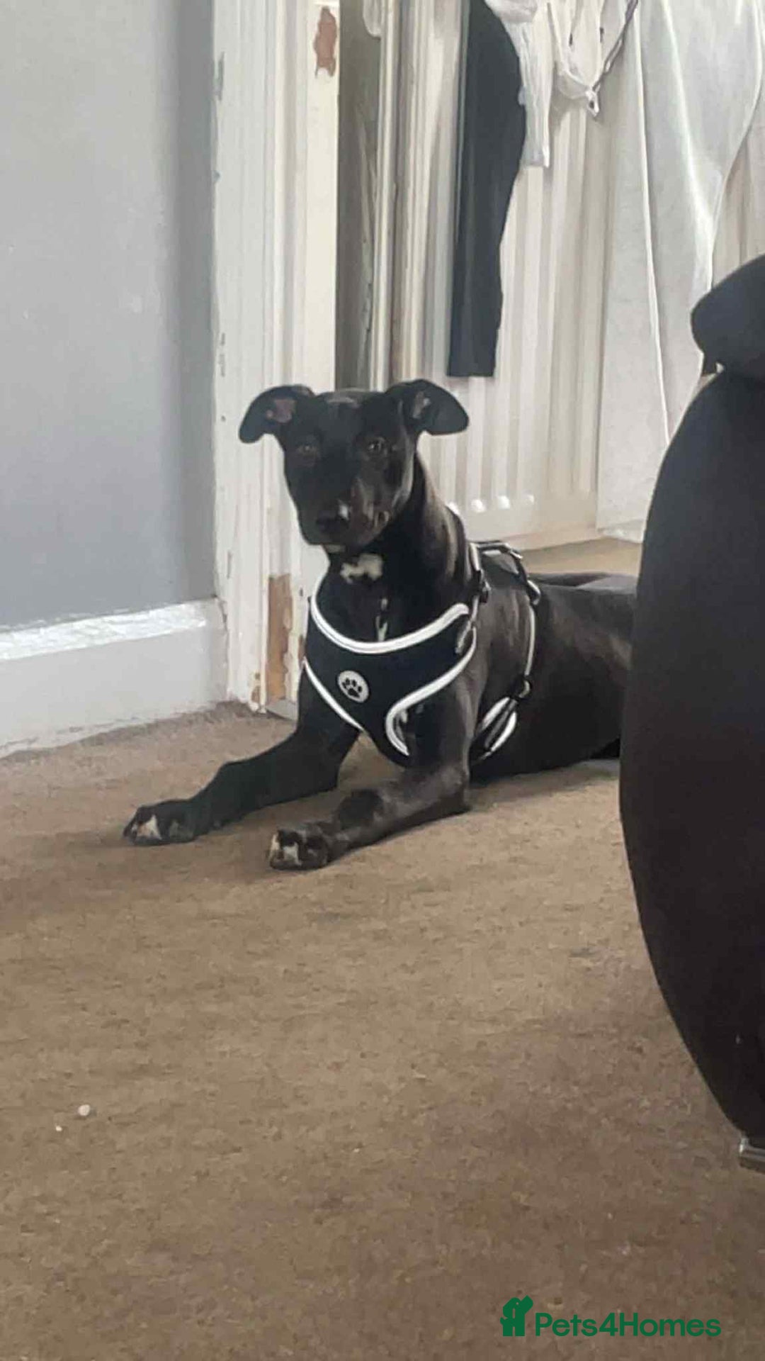 Mixed Breed dogs for sale: For sale  - Advert 4