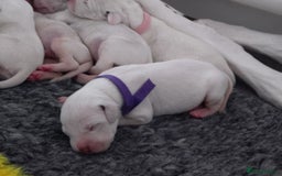 Dalmatian dogs for sale: Looking for 5* homes   - Image 4