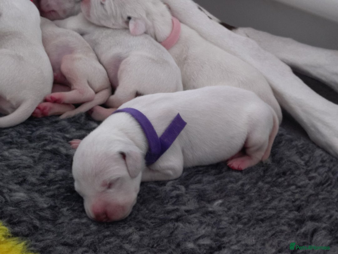 Dalmatian dogs for sale: Looking for 5* homes   - Image 4