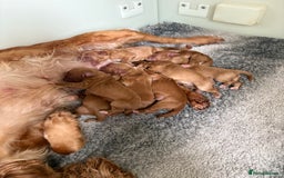Cocker Spaniel dogs for sale: KC LITTER OF 8 GOLDEN/RED WORKING COCKER SPANIELS - Image 1
