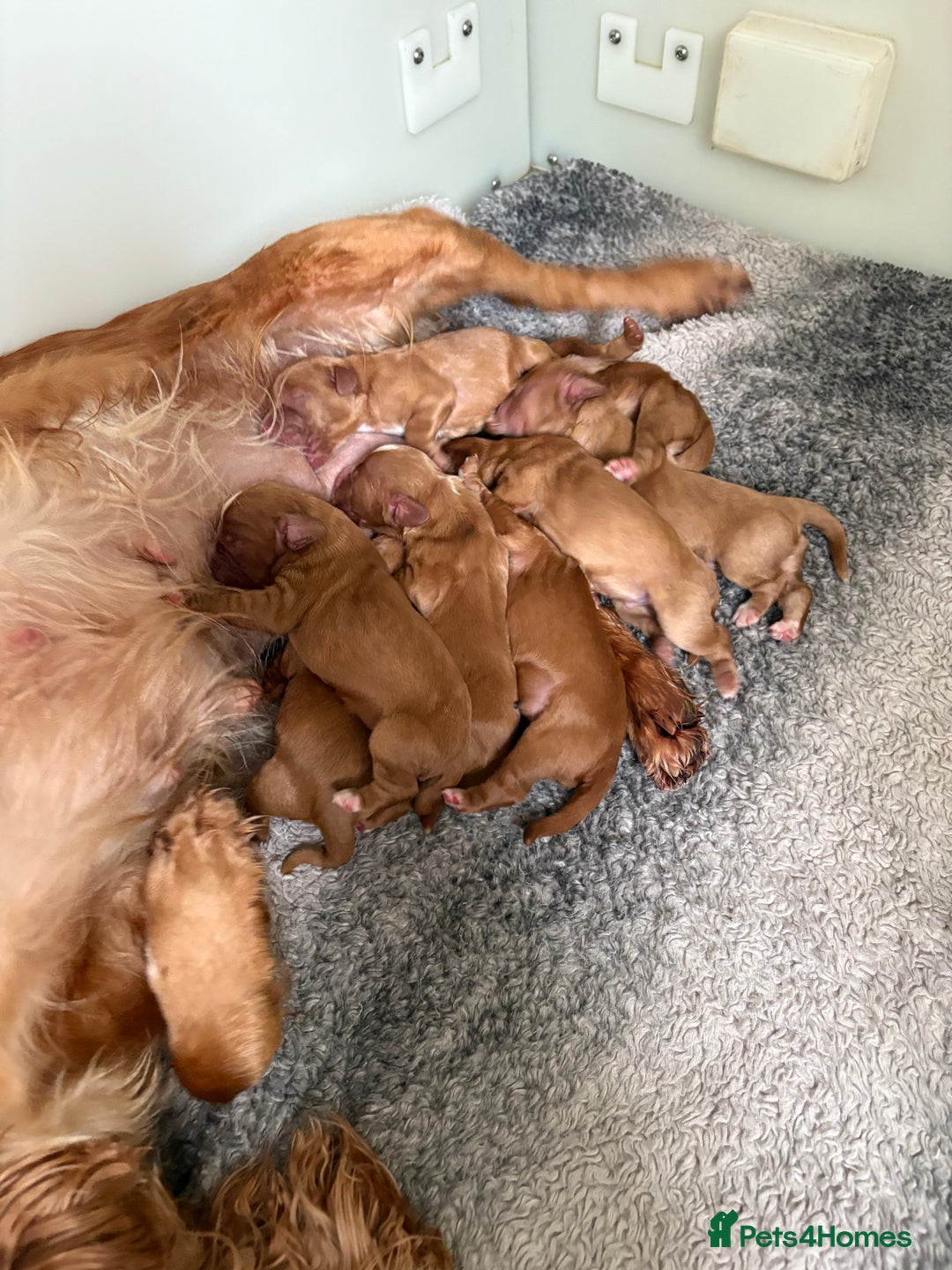 Cocker Spaniel dogs for sale: KC LITTER OF 8 GOLDEN/RED WORKING COCKER SPANIELS - Image 1