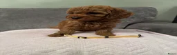 Cavapoo dogs for sale: Beautiful Cavapoo girls  - Advert 3