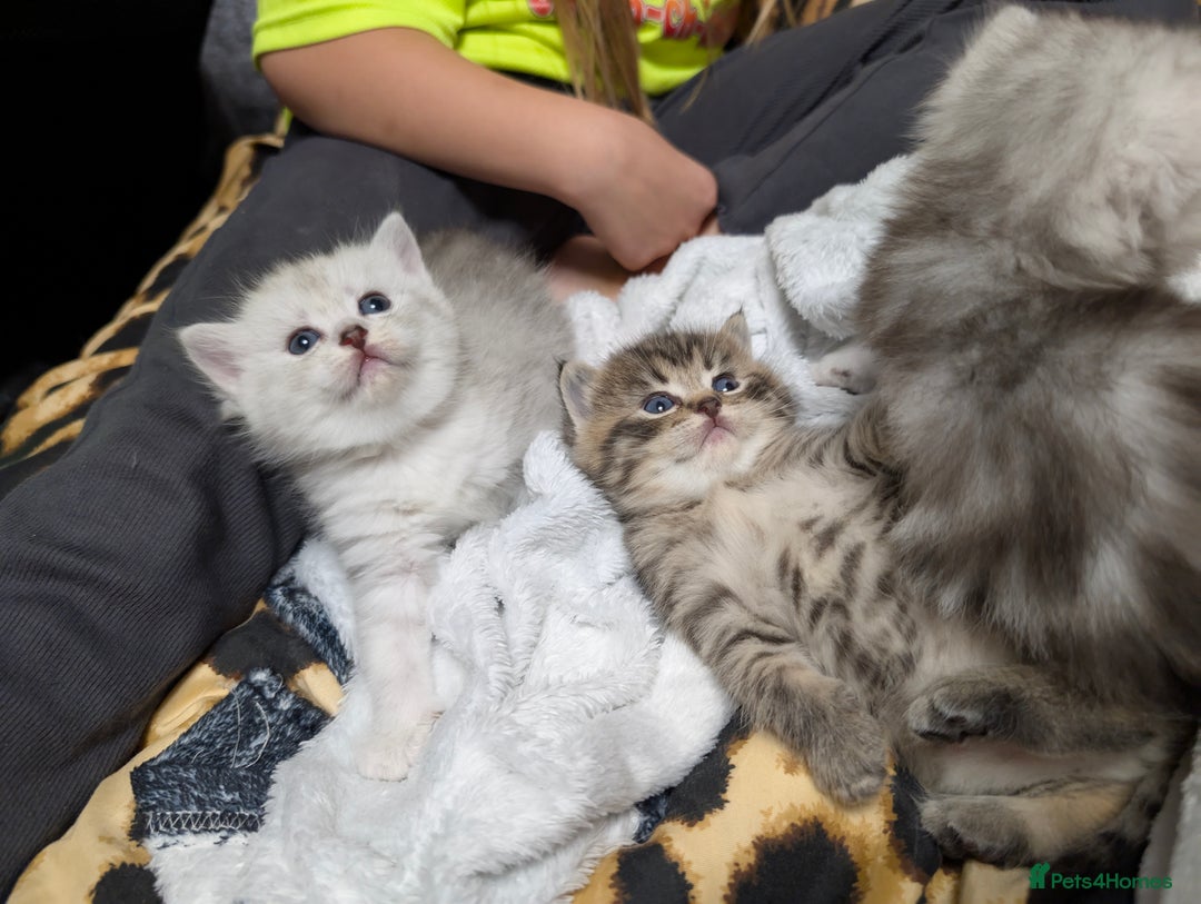 Ragdoll cats for sale: Ragdoll x Scottish straight  - Image 5