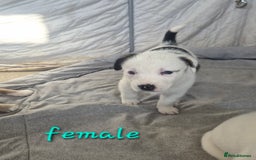 Mixed Breed dogs for sale: Husky cross puppies for sale  - Image 7