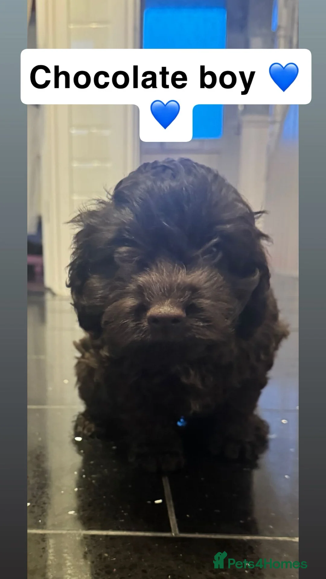 Cockapoo dogs for sale: Stunning cockapoo puppies  in Ashford - Advert 3