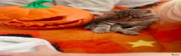 Scottish Fold cats for sale: 2 kittens ready now! ❤️ price reduced❤️ - Advert 8