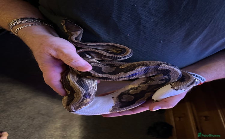 Python Snake reptiles - Advert 4