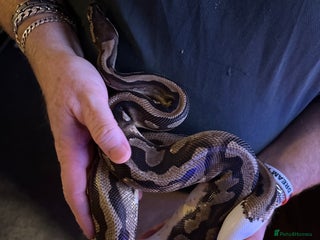 Python Snake reptiles - Advert 21