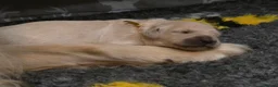 Golden Retriever dogs for sale: KC Golden Retrievers 🧬 Health Tested Parents - Advert 9