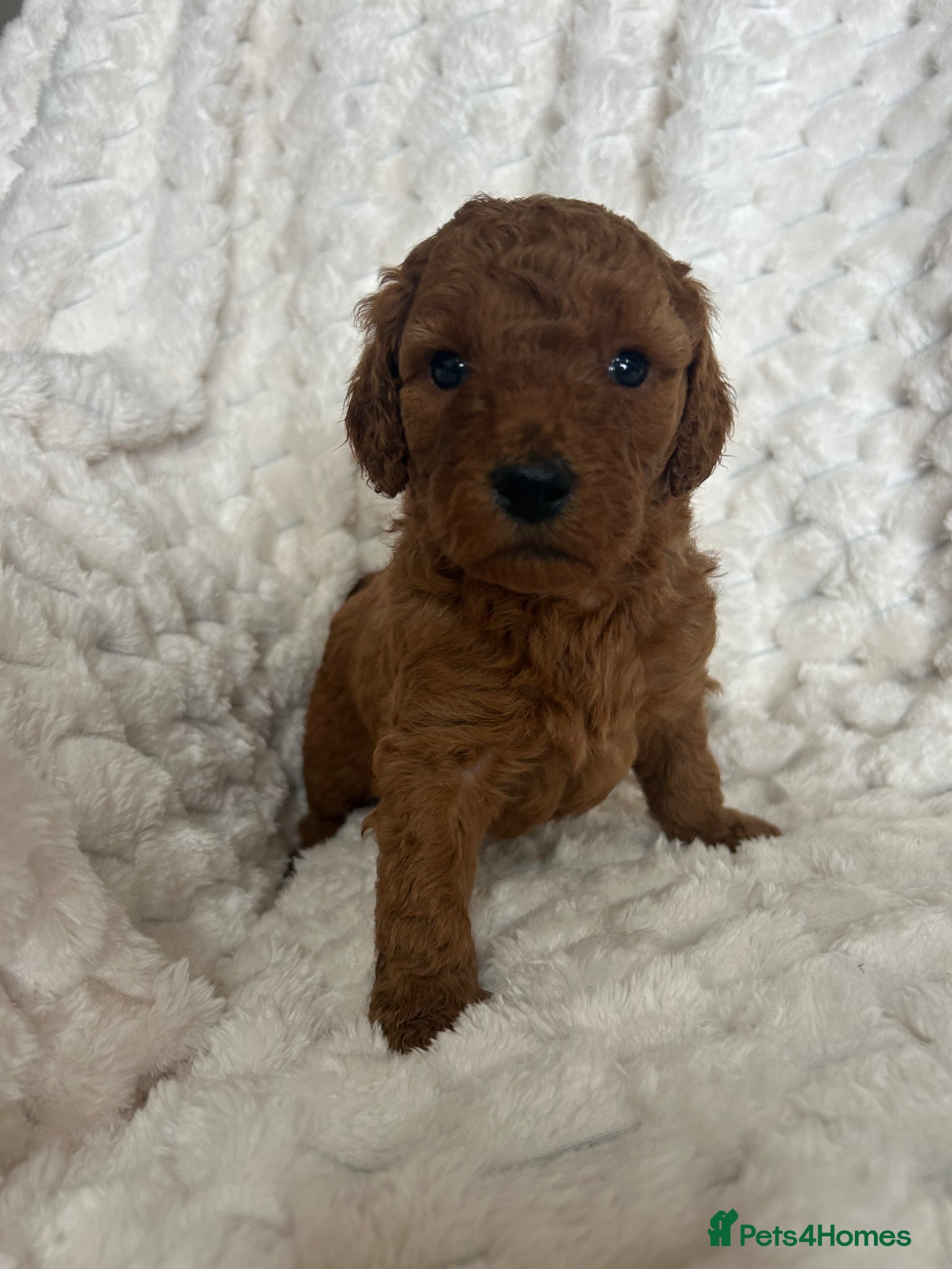 Labradoodle dogs F1b labradoodle curly red health tested parent  - Advert 2