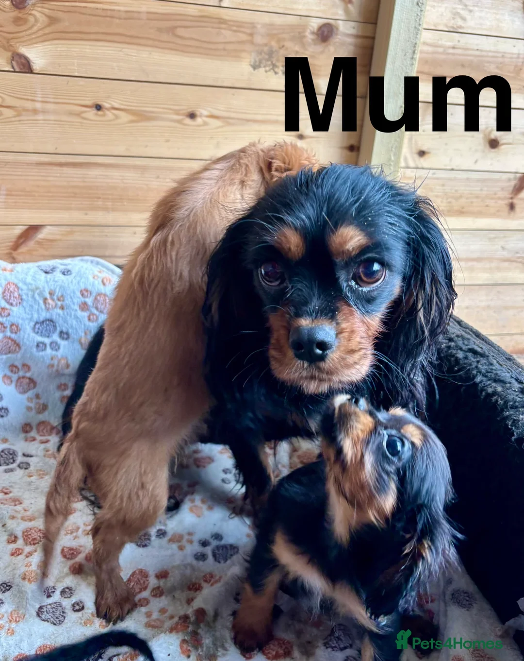 Cavalier King Charles Spaniel dogs for sale: Beautiful puppies looking for forever homes - Advert 3