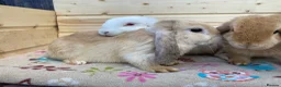 Mini Lop rabbits for sale: 6 mini lop rabbits 5 boys 1 girl - Advert 6