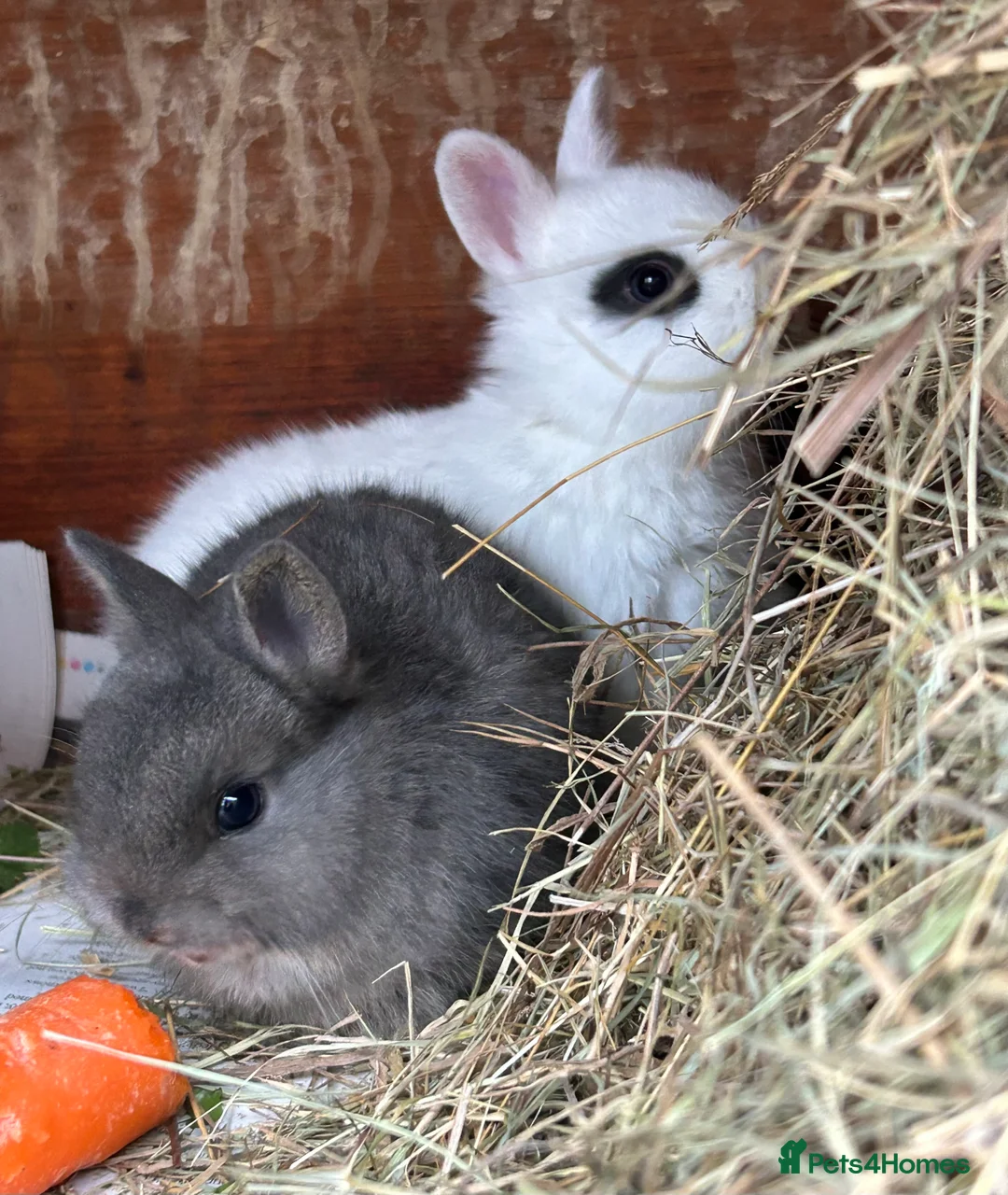 Netherland Dwarf rabbits for sale: Beautiful Netherland Dwarf & Mini lop bunnies  - Advert 2