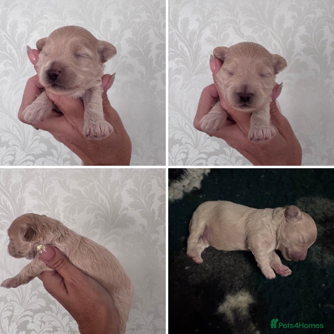 Maltipoo dogs for sale: 🐾 Maltipoo Puppies  Raised with Love DNA Clear 🐾 - Image 9