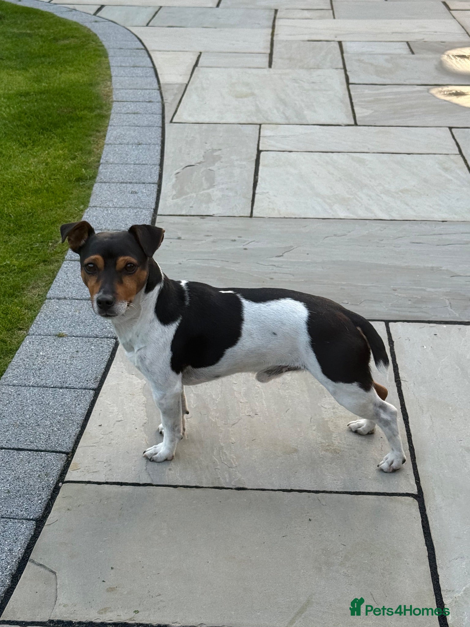 Jack Russell dogs  Miniature Jack Russell Proven & DNA Health Tested - Advert 1