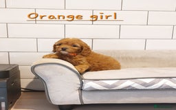 Cavachon dogs for sale: Cavapoochon puppies 🥰 - Image 12