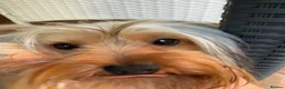 Yorkshire Terrier dogs for sale: Beautiful 9 Month Old Male Yorkshire Terrier - Advert 3