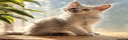 Maine Coon cats for sale: Beautiful Maine coon kittens - Advert 7