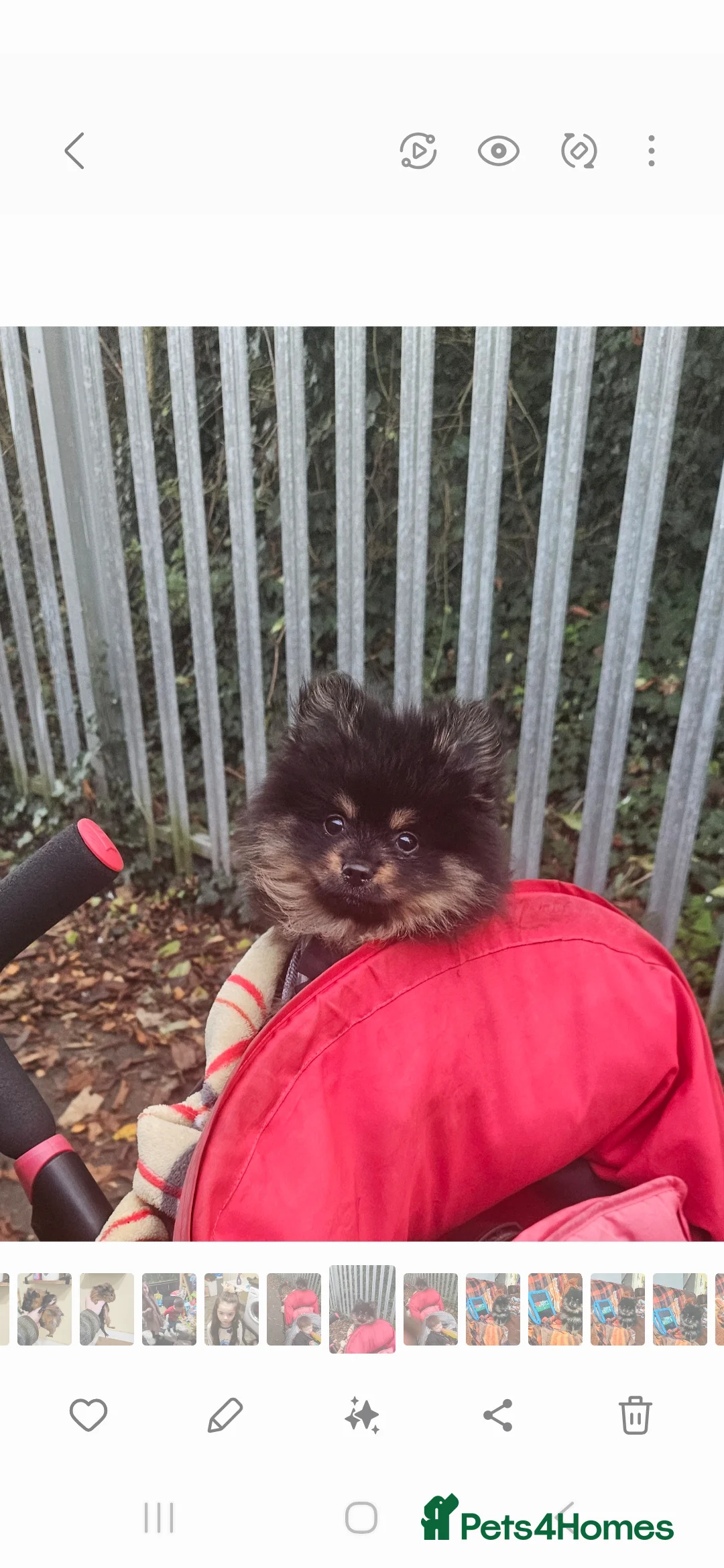 Pomeranian dogs for stud: Stud Pomeranian - Advert 9