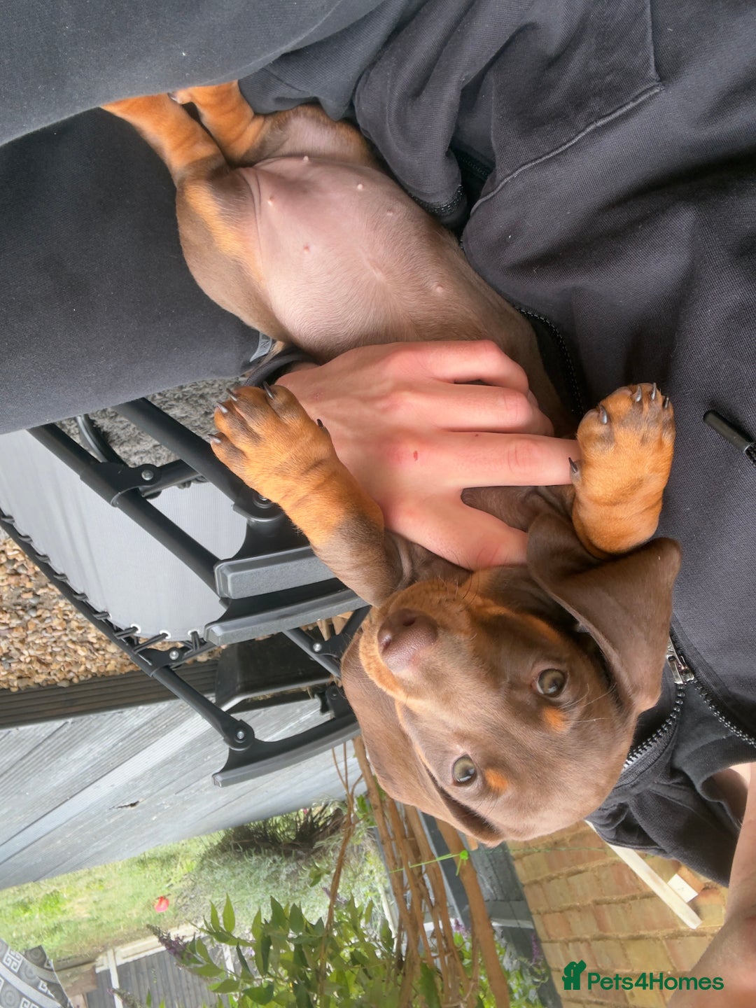 Dachshund dogs for sale: Chocolate dachshund female - Image 5