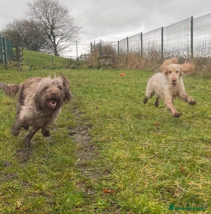 Cocker Spaniel dogs Peggy & Layla to be rehomed together  - Advert 13