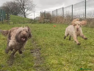 Cocker Spaniel dogs Peggy & Layla to be rehomed together - Advert 13