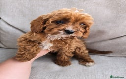 Cavapoo dogs for sale: Cavapoobabiesuk litter has arrived - Image 10