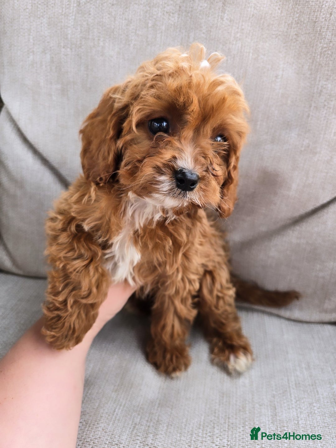 Cavapoo dogs for sale: Cavapoobabiesuk litter has arrived - Image 10