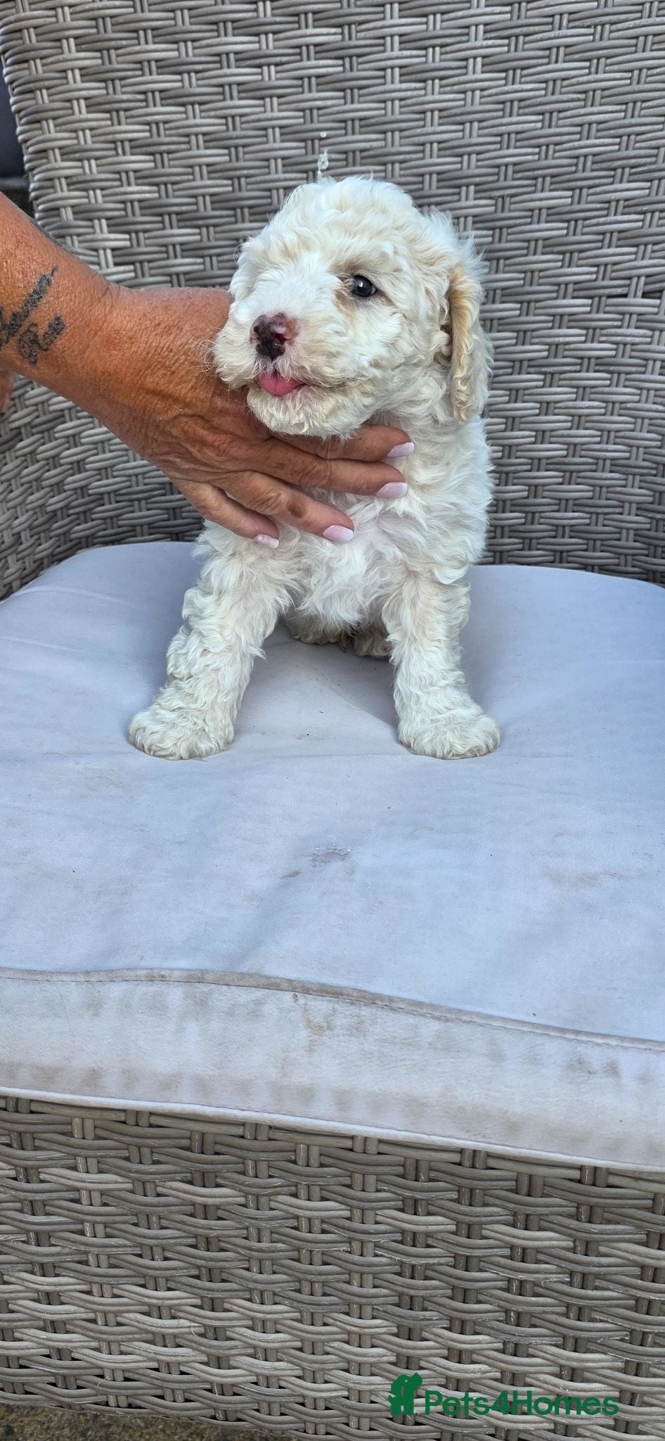 Cockapoo dogs Beautiful Cockapoo Puppies – Ready to Reserve 🐶❤️ - Advert 3
