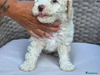 Cockapoo dogs Beautiful Cockapoo Puppies – Ready to Reserve 🐶❤️ - Advert 16