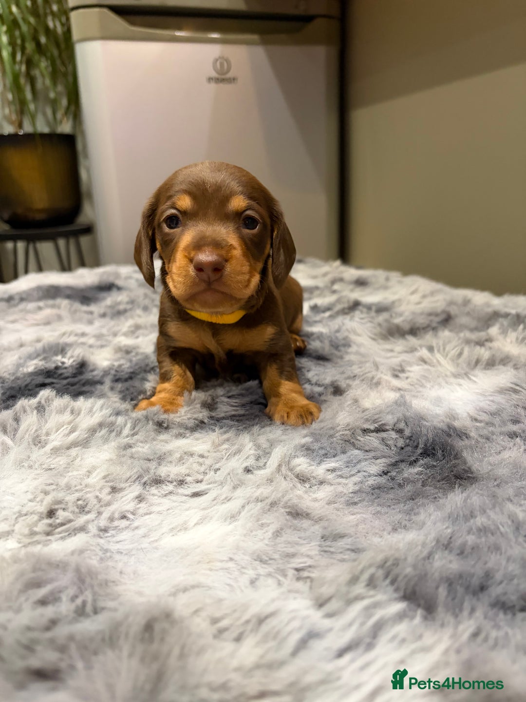 Dachshund dogs for sale: Dachshund puppies - Advert 6
