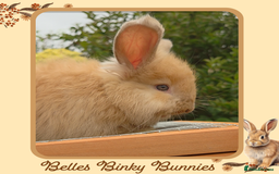Angora rabbits for sale: 🧡 Only 1 Left 🧡 Pure Bred Angora Babies 🧡 - Image 3