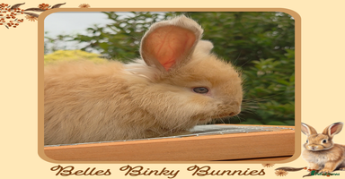 Angora rabbits - Advert 9