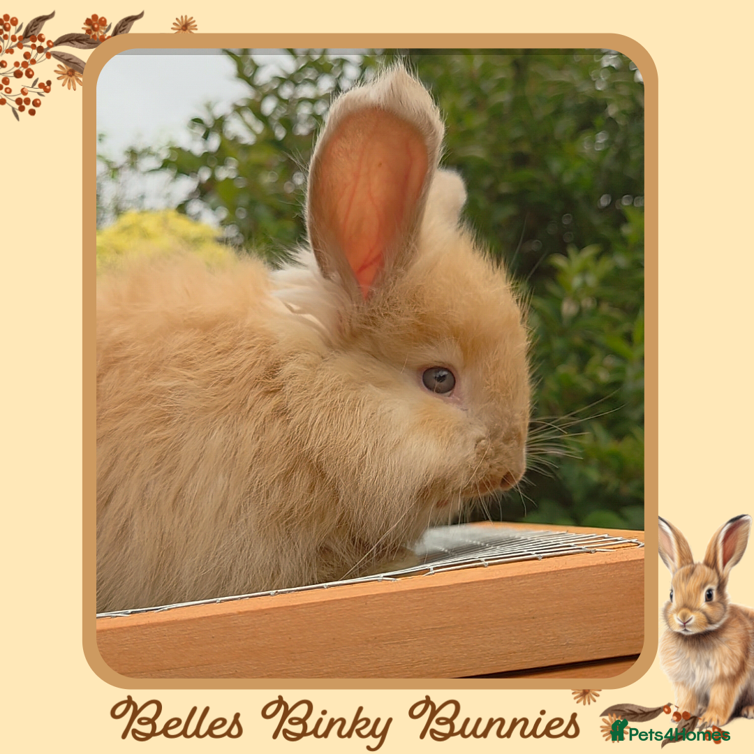 Angora rabbits for sale: 🧡 Only 1 Left 🧡 Pure Bred Angora Babies 🧡 - Image 3