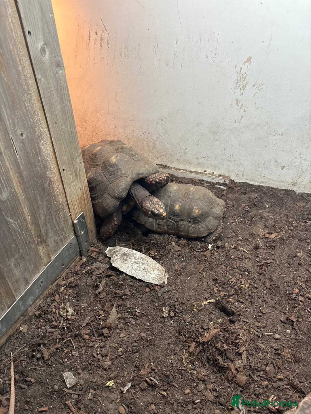 Tortoise reptiles for sale: Pair of proven red-foot tortoise in Sandhurst - Advert 2