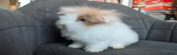 Lionhead rabbits for sale: Fluffy BE Lionhead Rabbits for Sale  - Advert 9
