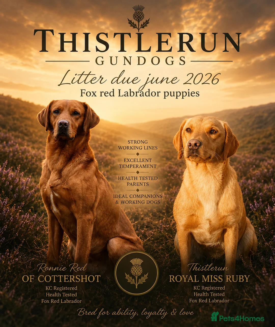 Labrador Retriever dogs for sale: Fox Red Labrador Puppies  - Advert 1