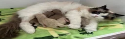 Ragdoll cats for sale: Registered Mink Ragdolls (cherubims) - Advert 9